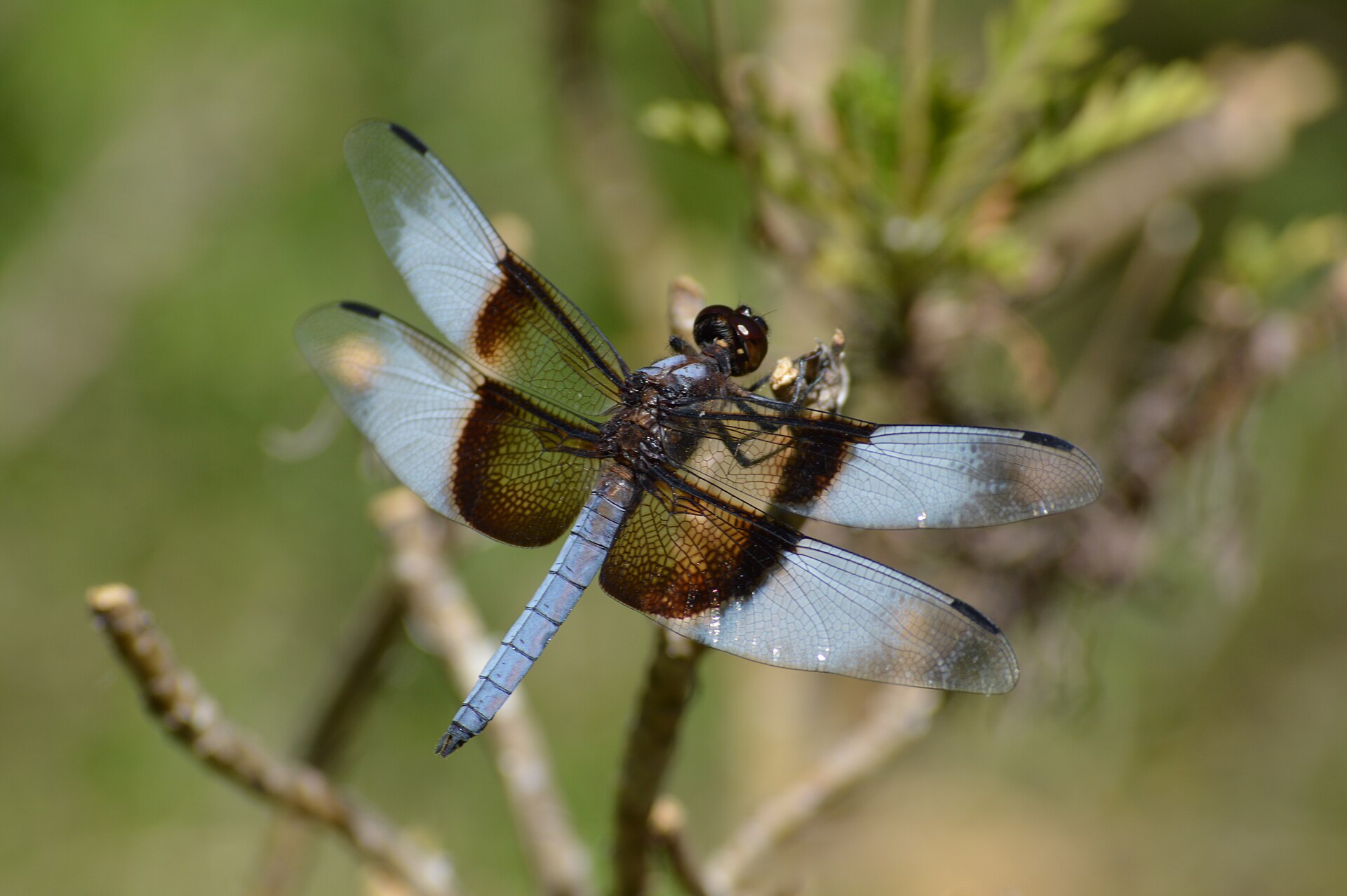 A blue dragonfly resting on a plant in San Jose, California