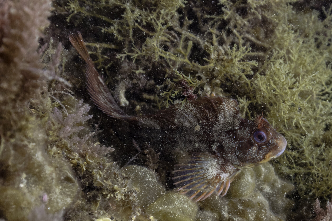A tompot blenny underwater among rocks and marine plants