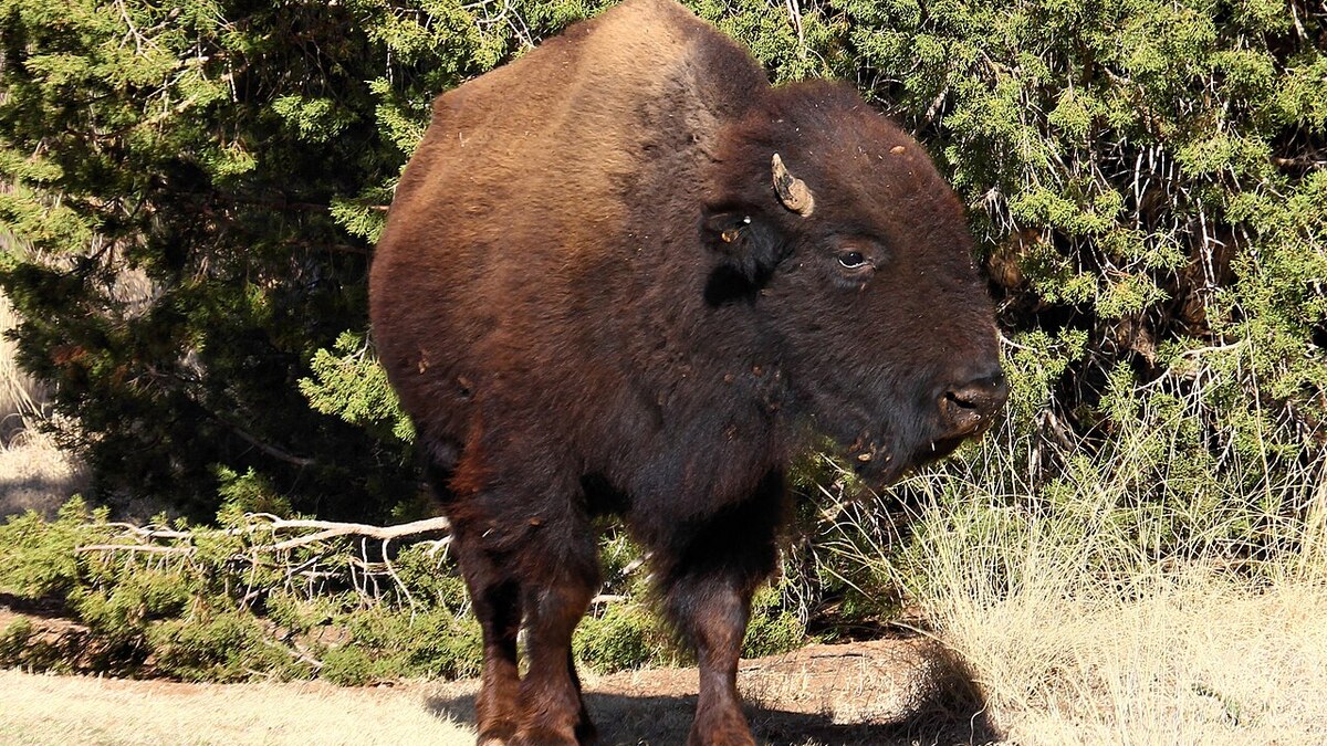 A plains bison from the Texas State Bison Herd at Caprock Canyons State Park