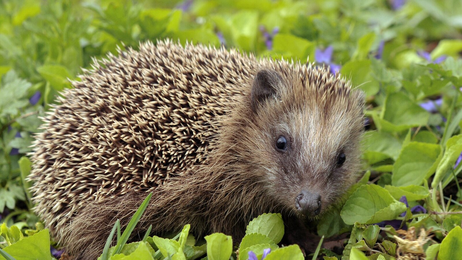 A young European hedgehog standing among green leaves