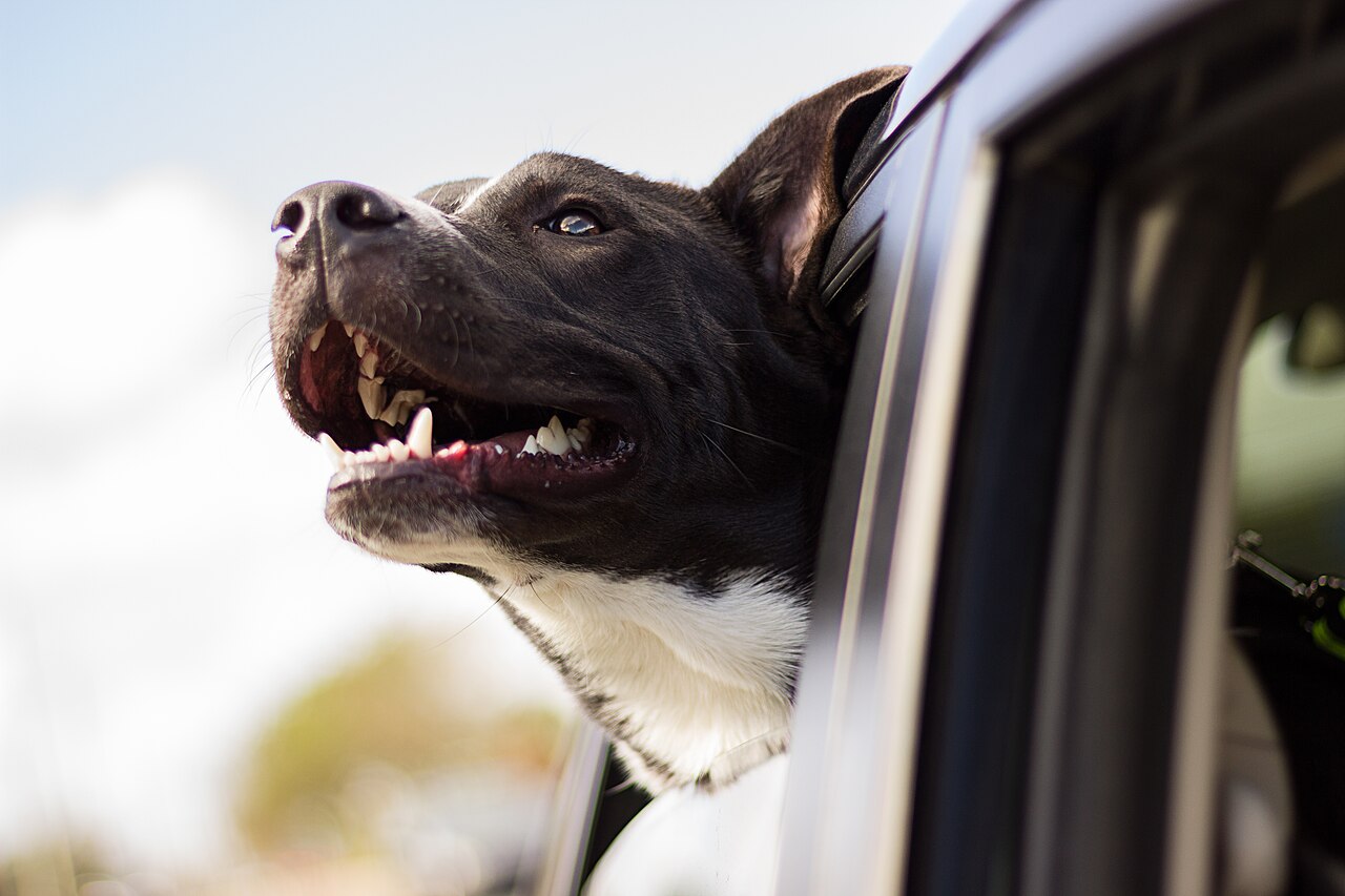 Representative image of a dog riding in a car