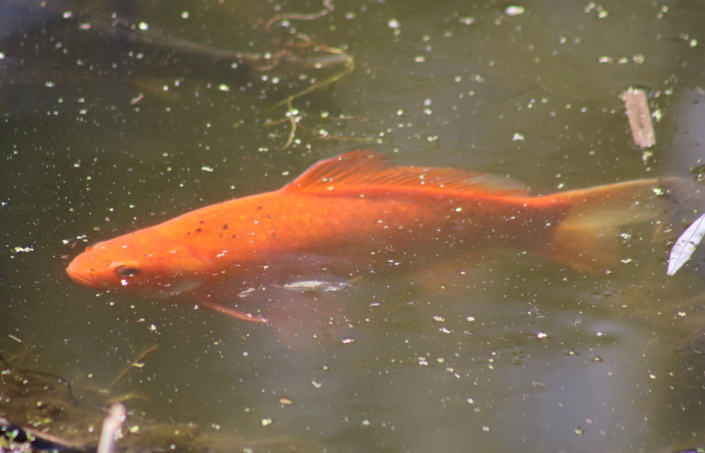 An orange goldfish swimming in water