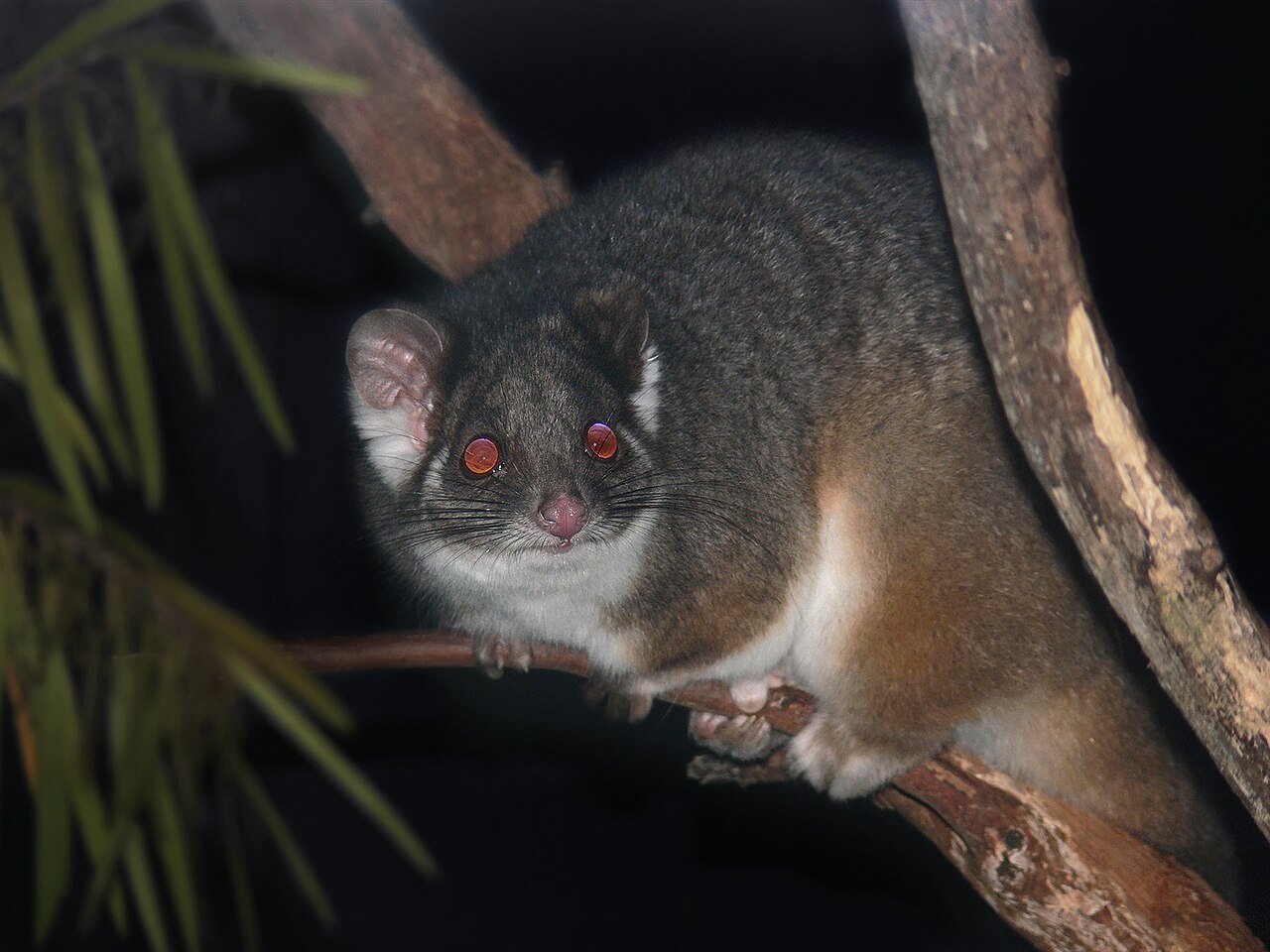 Australian possum fence rescue