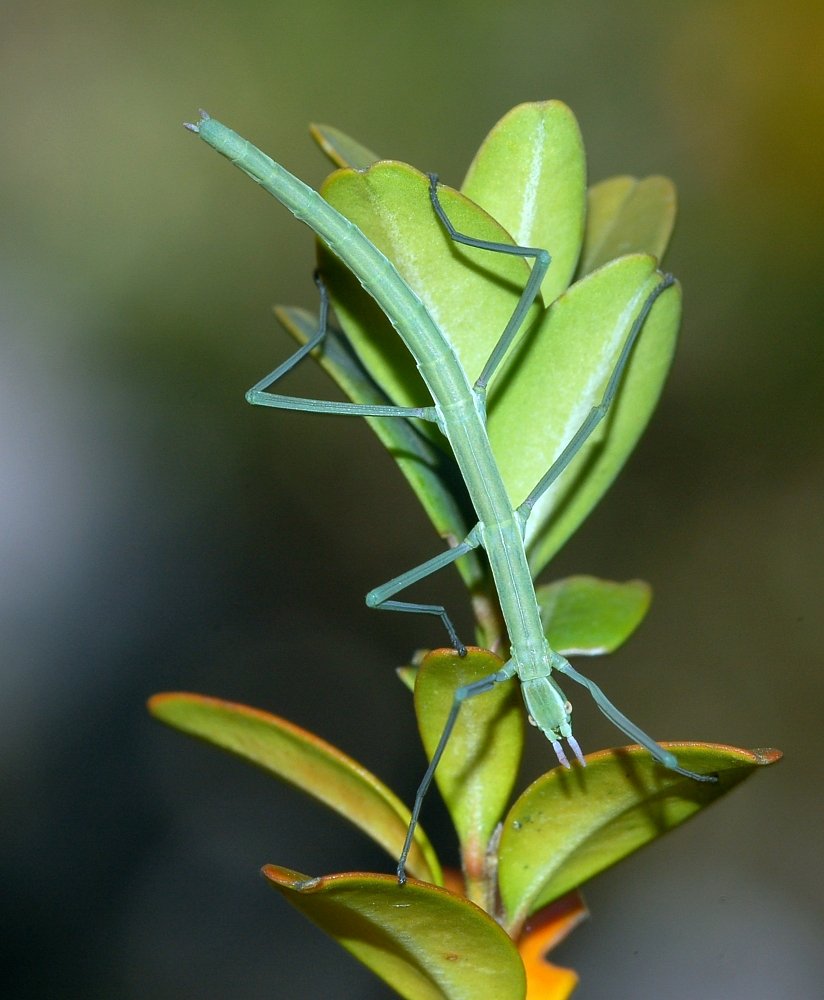 new Australian stick insect species