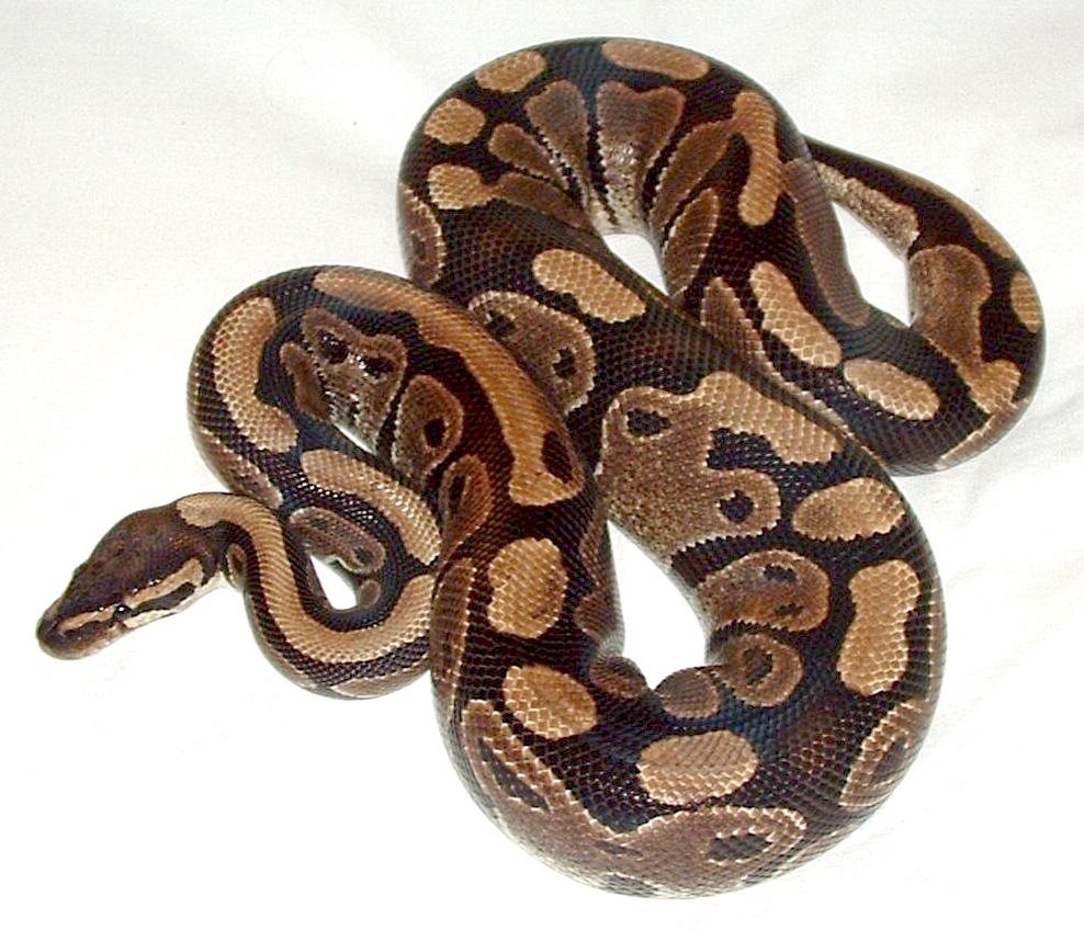 ball python car grille rescue