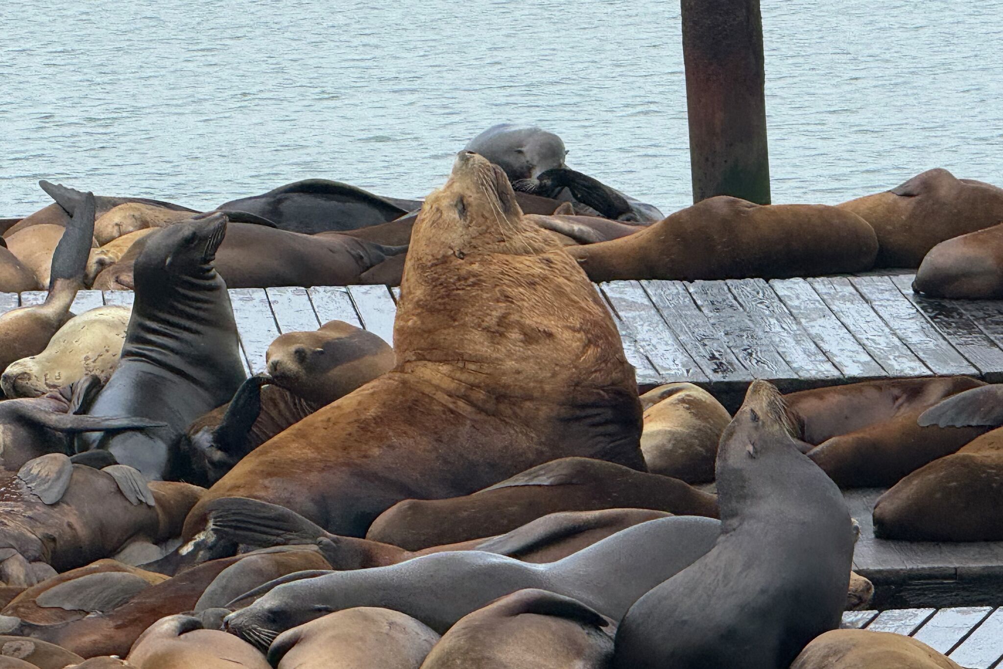 Large Steller sea lion resting among California sea lions at San Francisco Pier 39