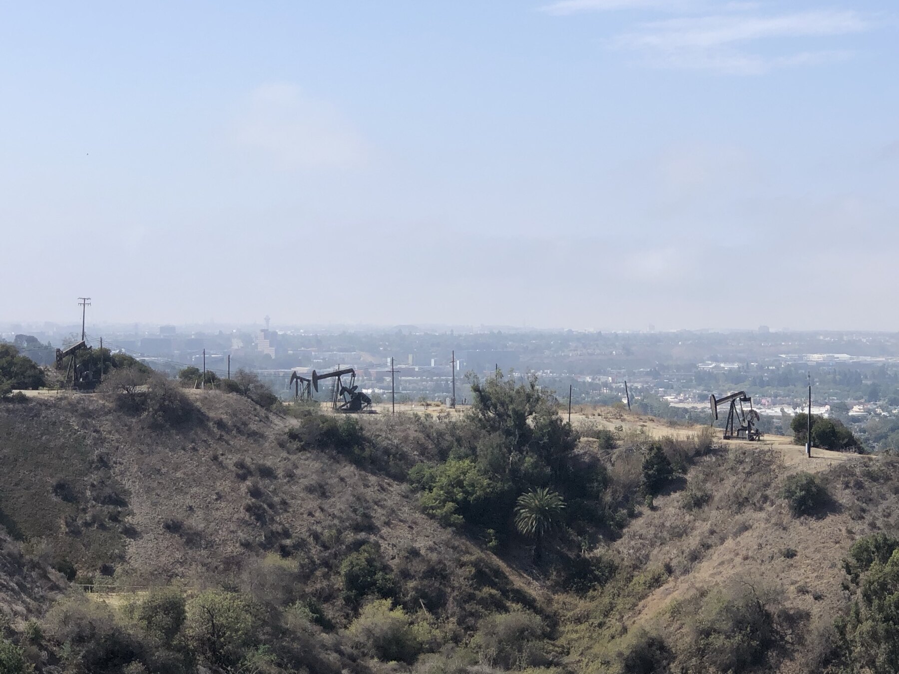 Multiple pumpjacks operating across a large urban oil field