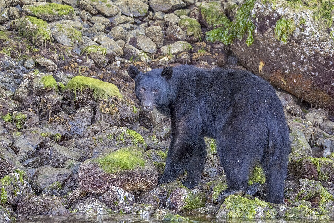 Colorado bear trapped SUV