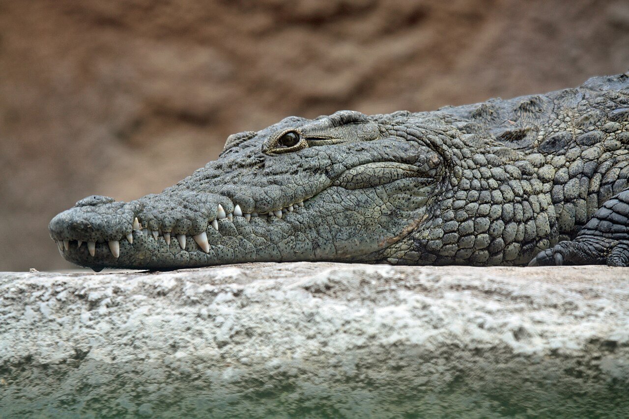 Long Island crocodile dumped trail