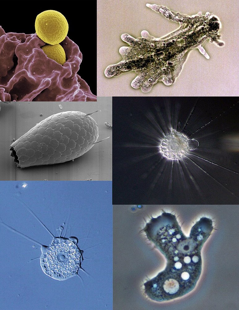 fire amoeba alien life search