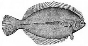 Flat is Back flounder campaign