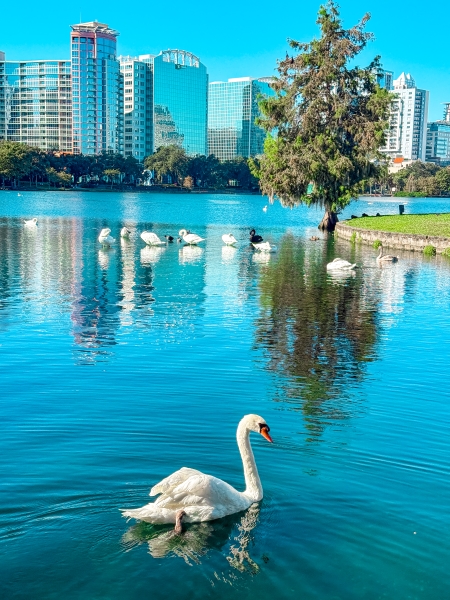 A white swan swimming in Lake Eola with the Orlando skyline behind it