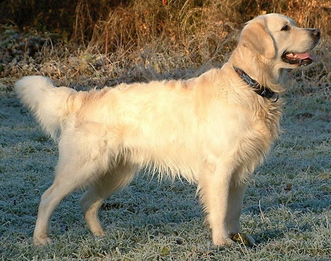 golden retriever greets burglar with toys