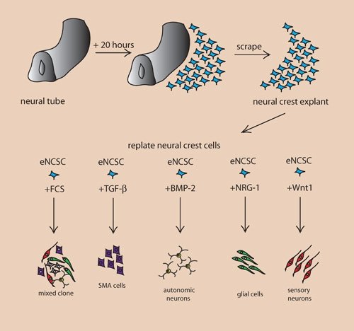 human brain tissue transplanted mice