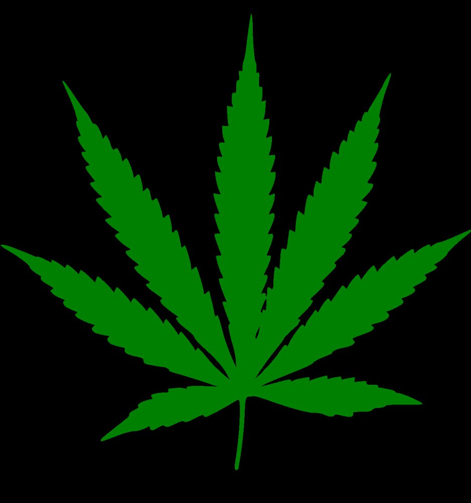 Cannabis leaves representing marijuana legalization policy in the United States