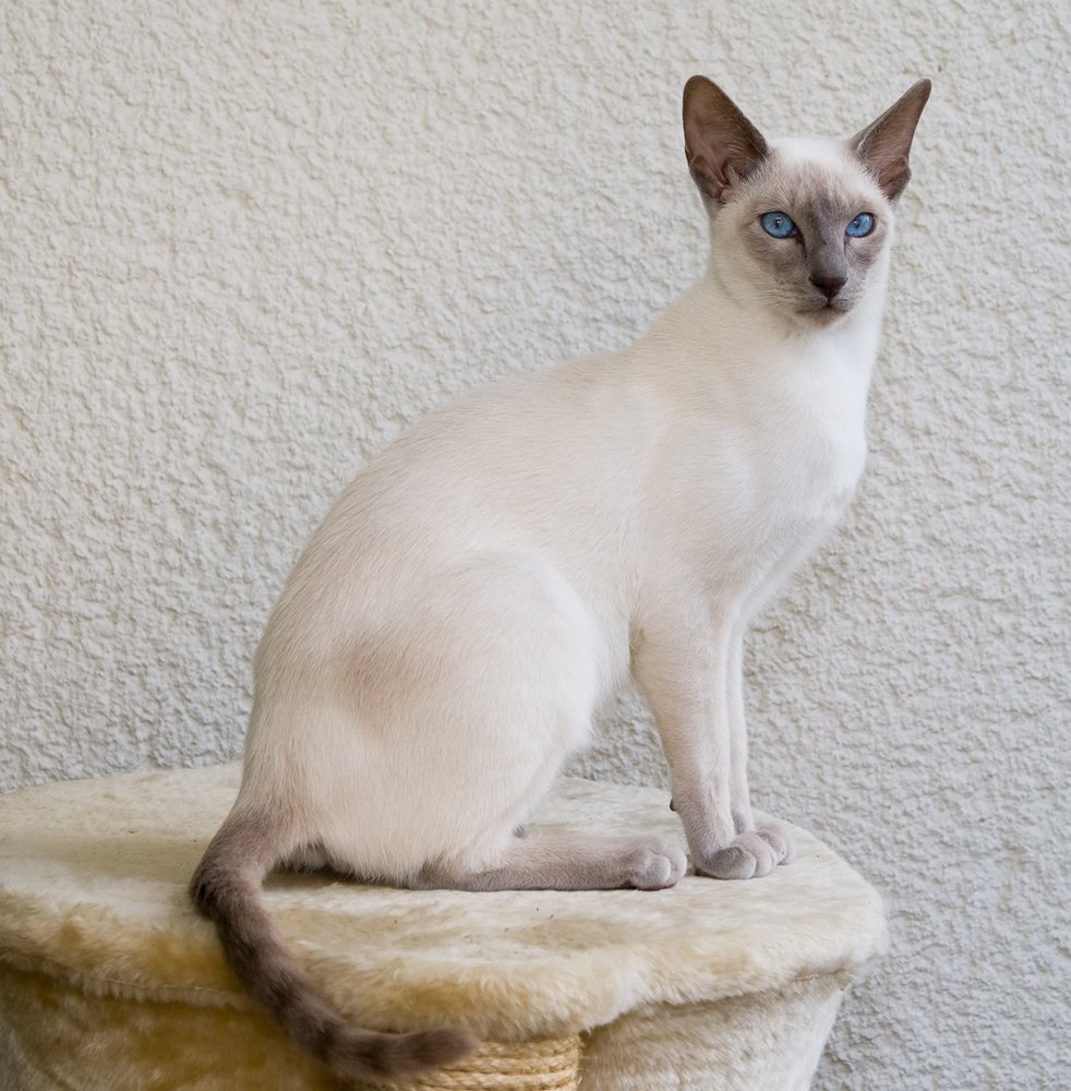 Long Island Catman wall rescue