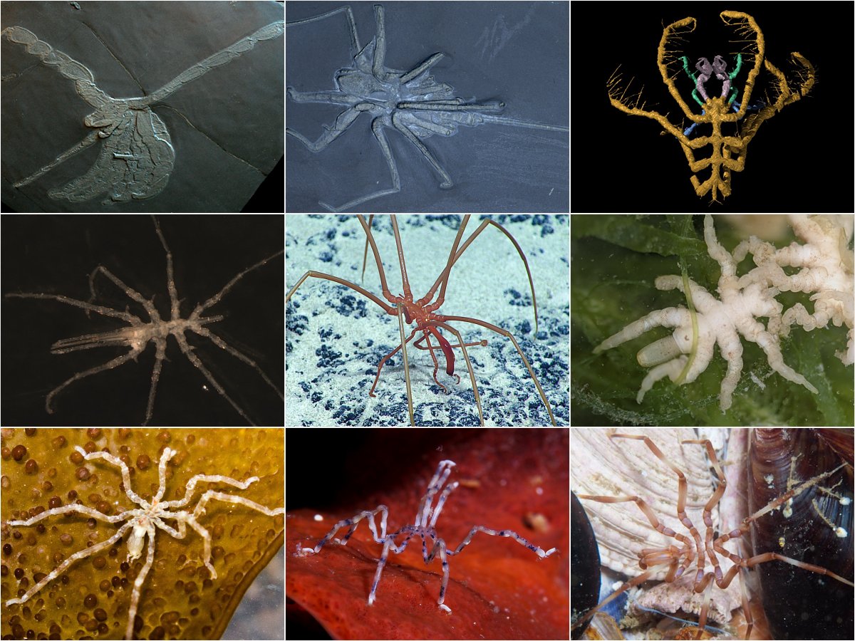 new Salish Sea spider species