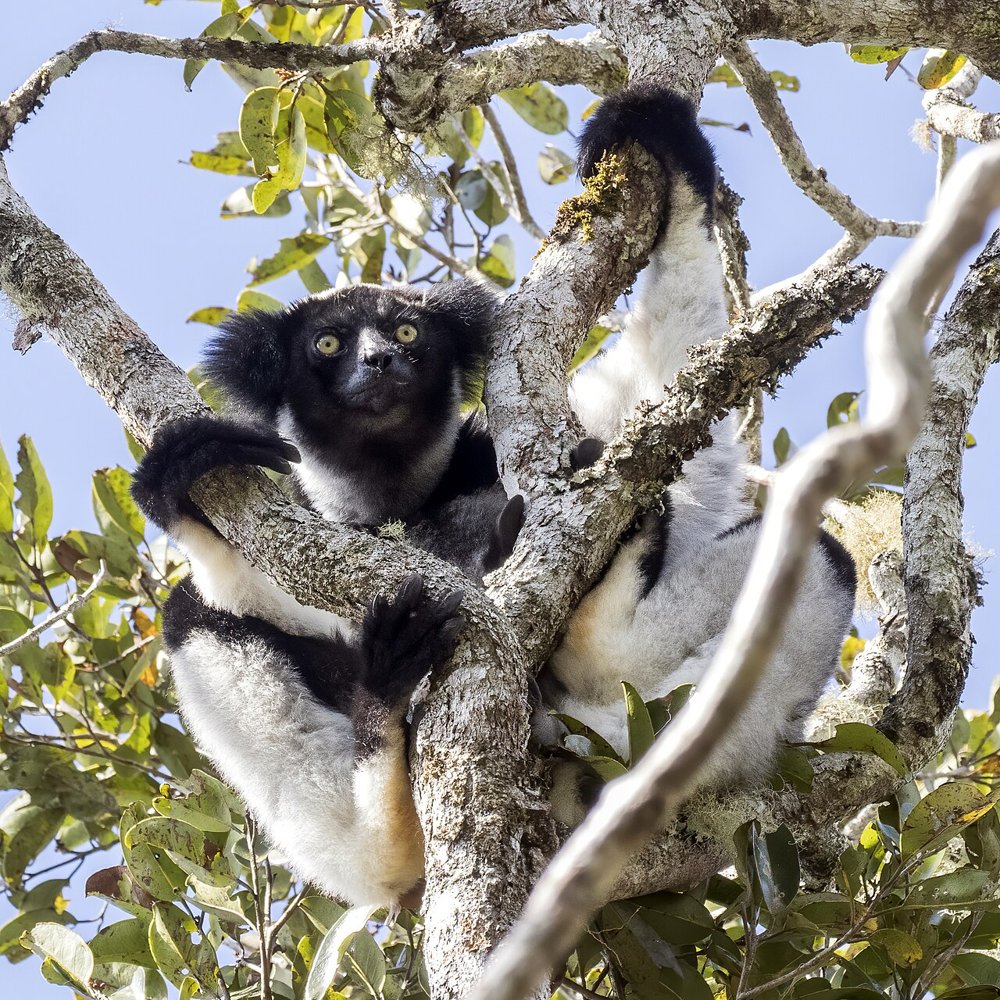 singing lemurs opera technique