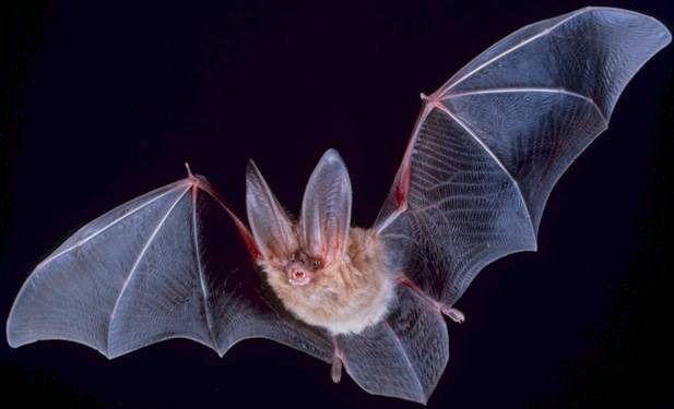 Virginia doctor bat mouth