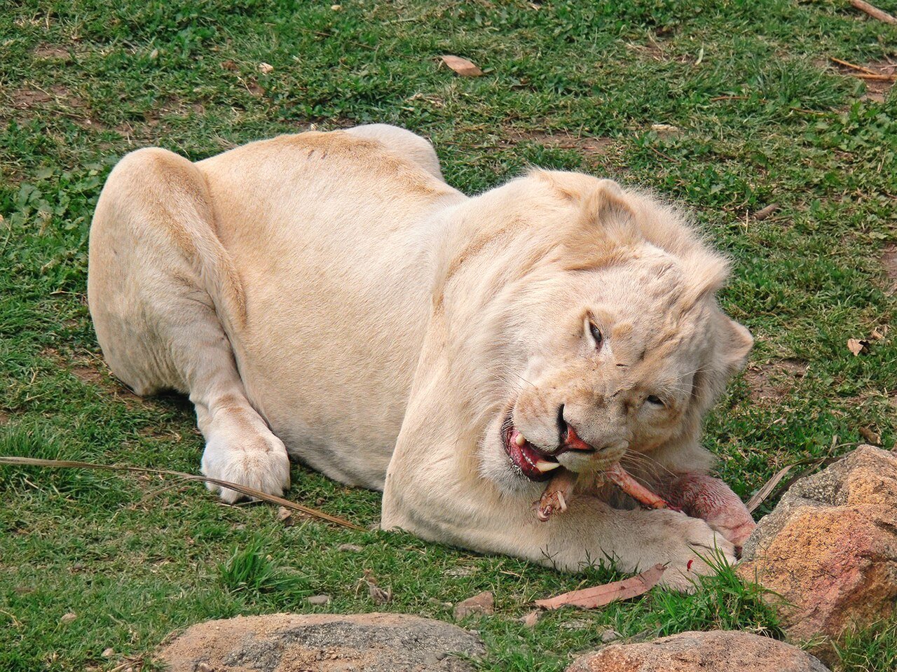 white lion cub Thailand hotel