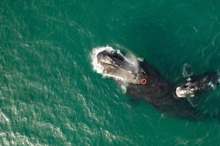 Baby Whales Are Dying in Patagonia, and Scientists Need Answers Before the Comeback Unravels