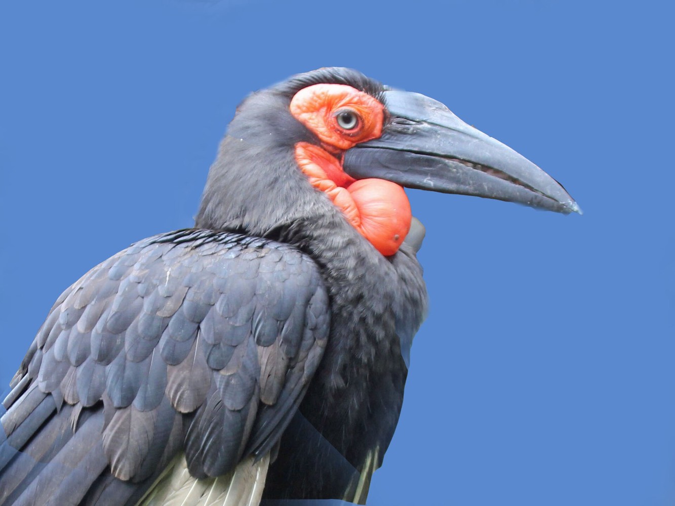 A southern ground hornbill