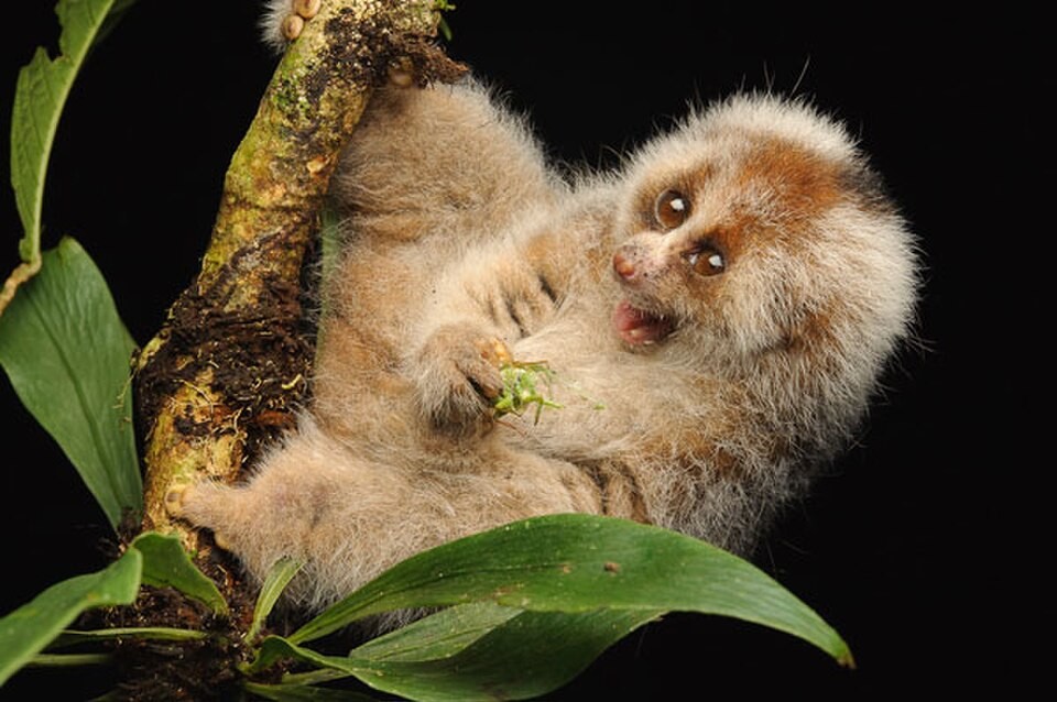 A Bangka slow loris clinging to a branch in a conservation photograph