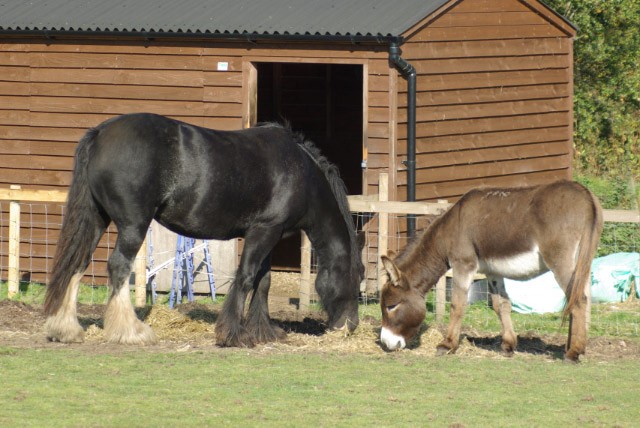 A horse and donkey together in a field