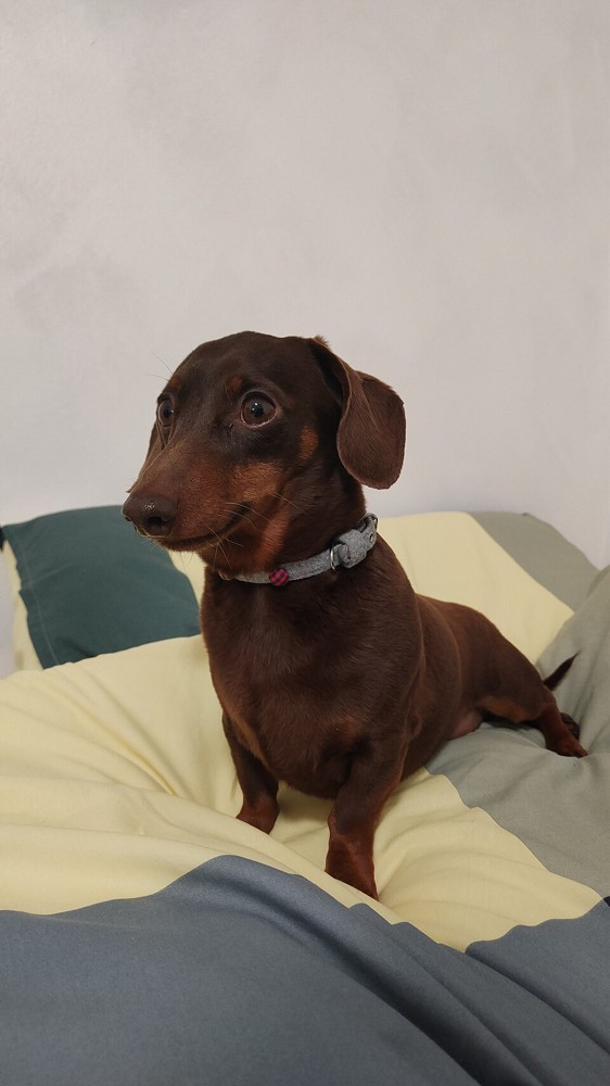 A real dachshund photographed in March 2024