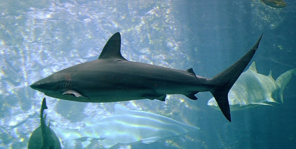 A dusky shark swimming at uShaka Sea World in July 2011