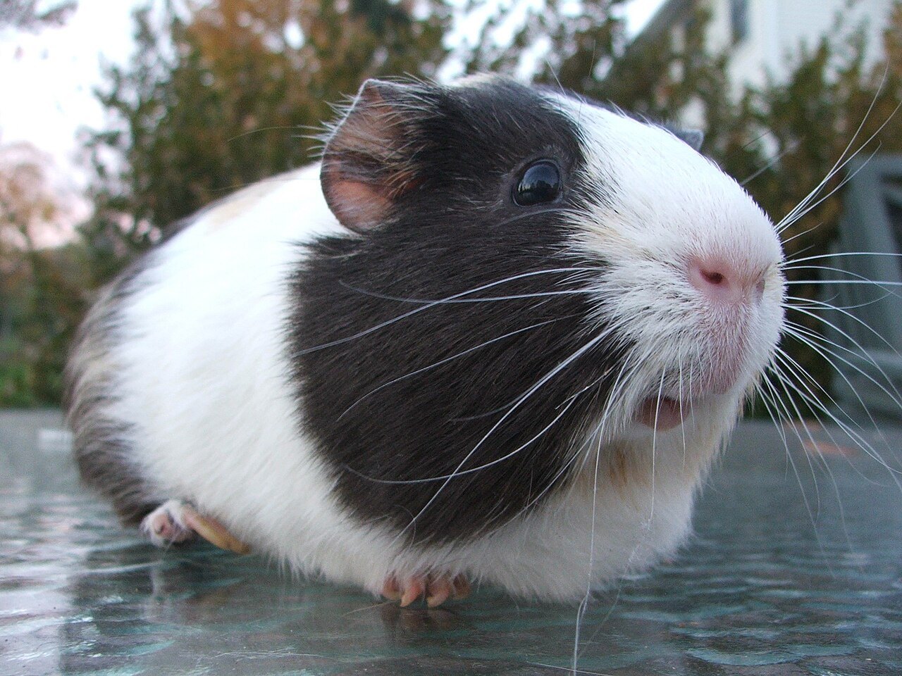 Colorado loose guinea pig animal control rescue