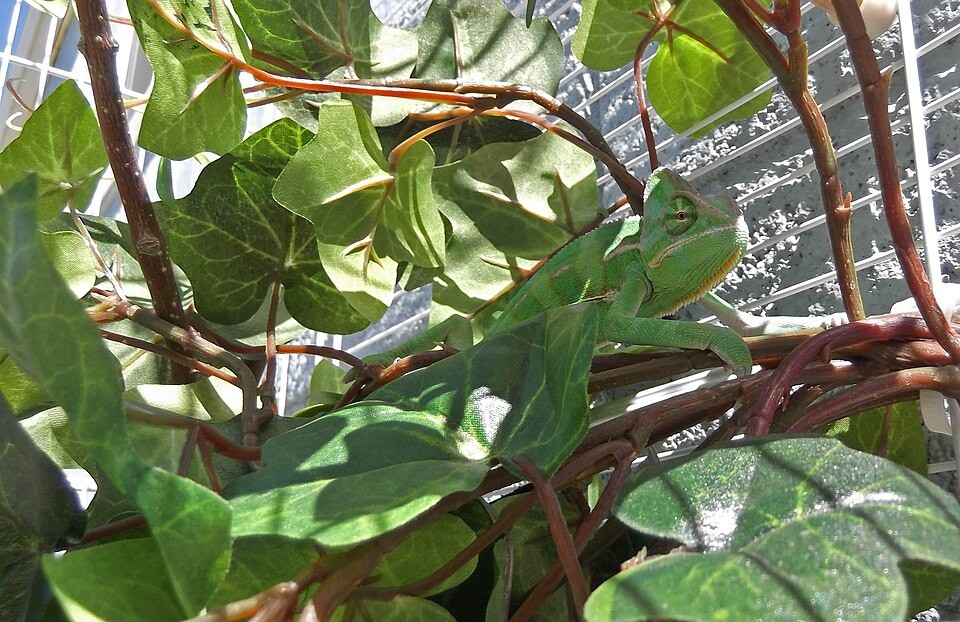 A captive male veiled chameleon photographed in April 2012