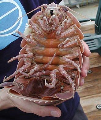 Underside of a male giant isopod held by a researcher