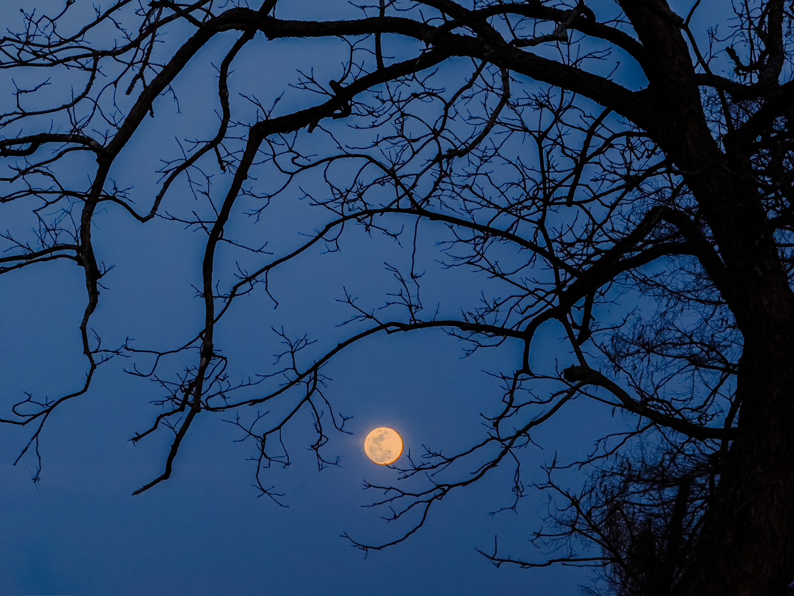 A bright full Moon seen through dark pecan-tree branches against the night sky.
