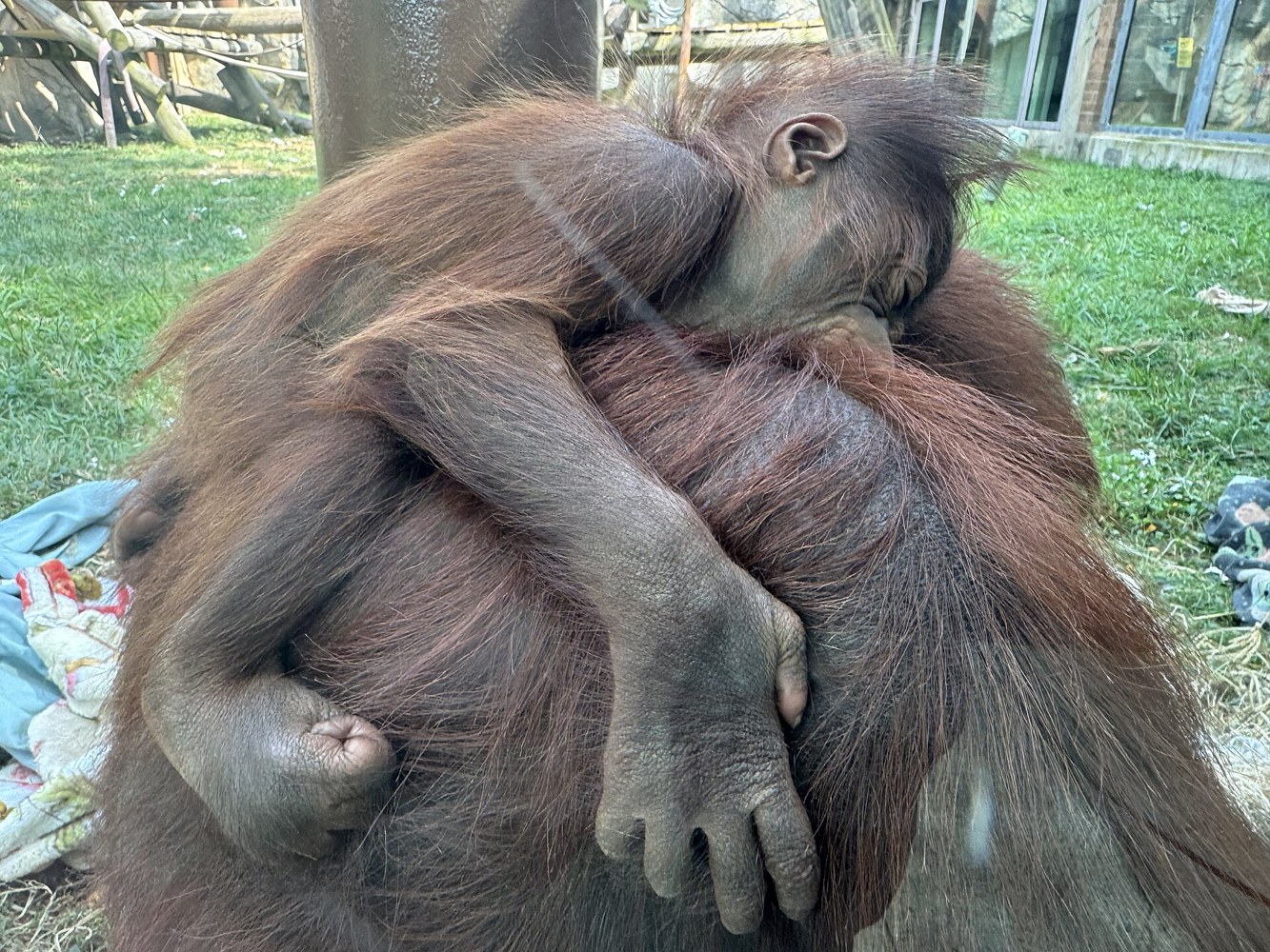 A living Bornean orangutan photographed in a managed habitat