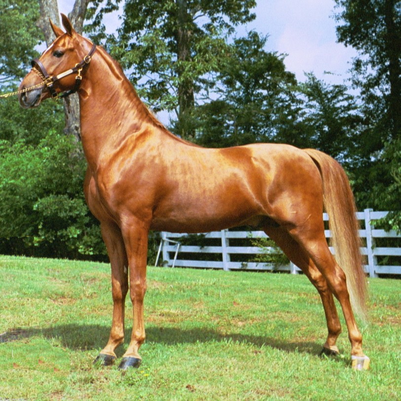 An American Saddlebred horse