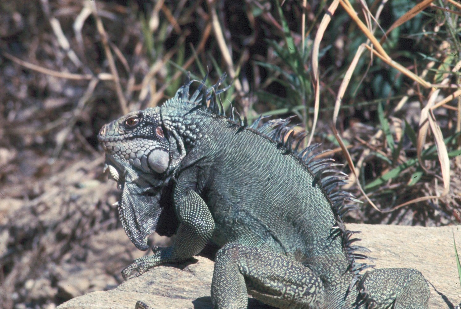A green iguana photographed outdoors