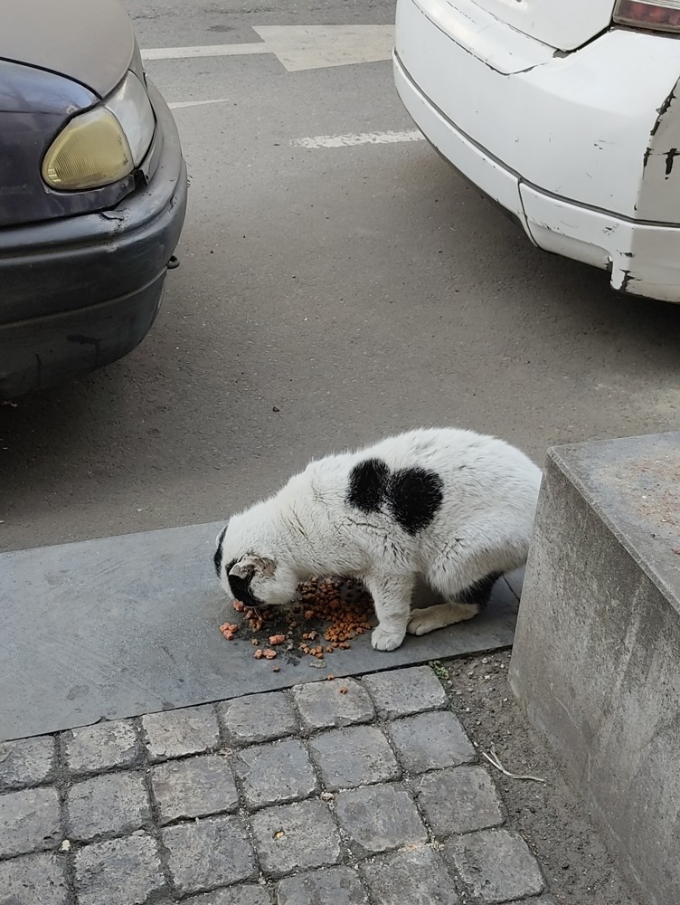 A stray cat eating outdoors in a representative photograph