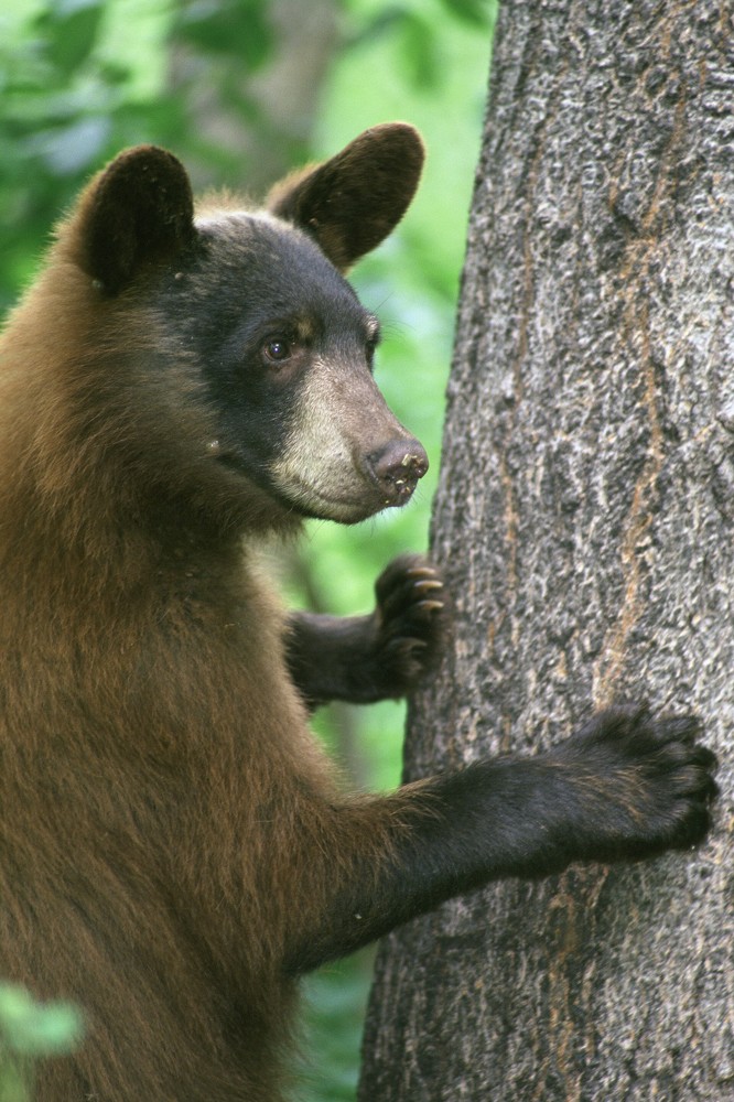 An American black bear in a representative wildlife photograph
