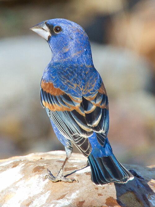 A blue grosbeak perched on a branch in Texas
