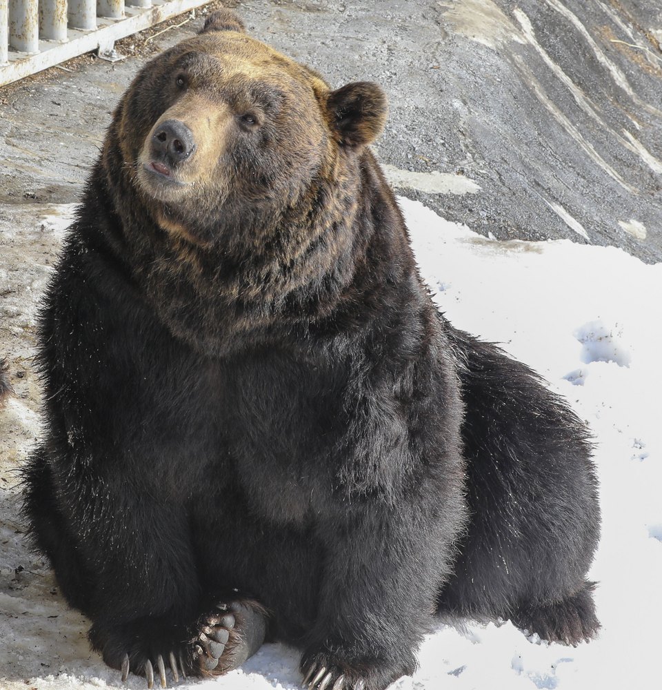 mother bear attacks car Hokkaido Japan