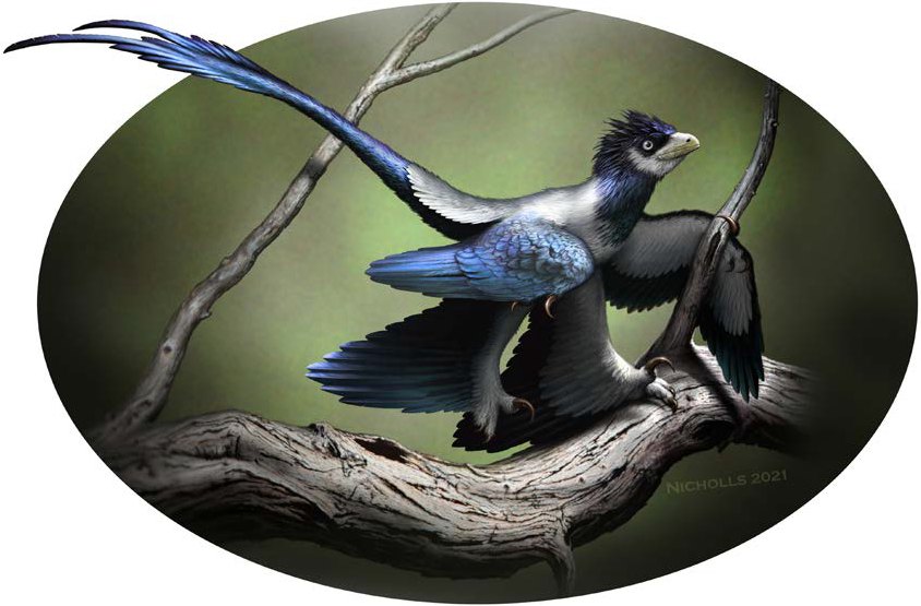 new feathered dinosaur species complete fossil