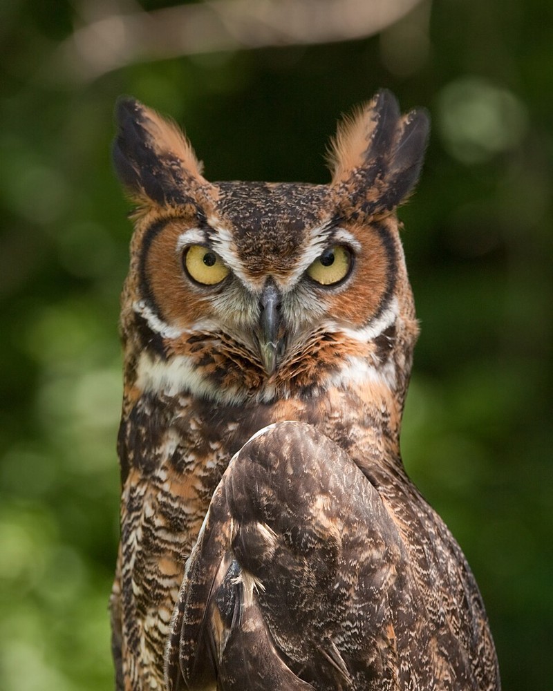 A great horned owl photographed near Cincinnati in June 2009