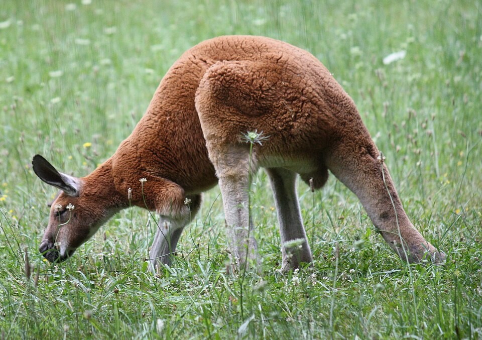 A red kangaroo at Binder Park Zoo in Michigan in July 2009
