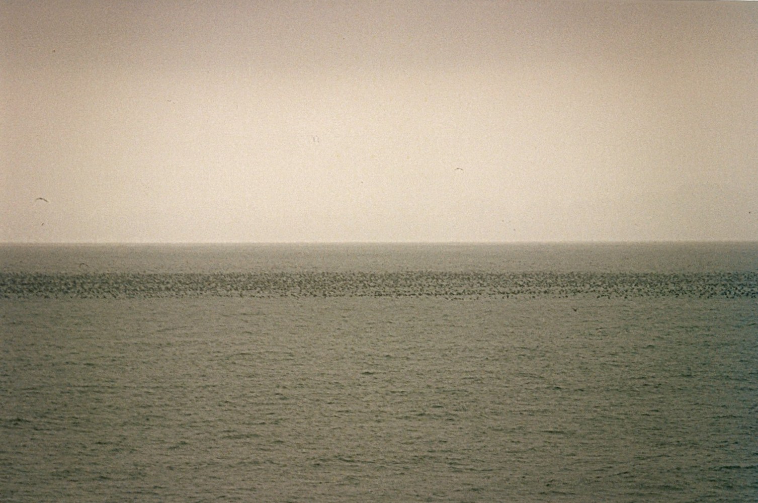 A flock of birds flying together across the sky