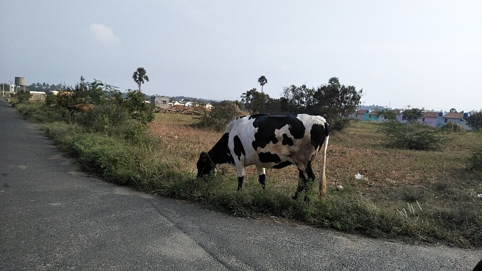A Holstein cow photographed in Tirupur in December 2017