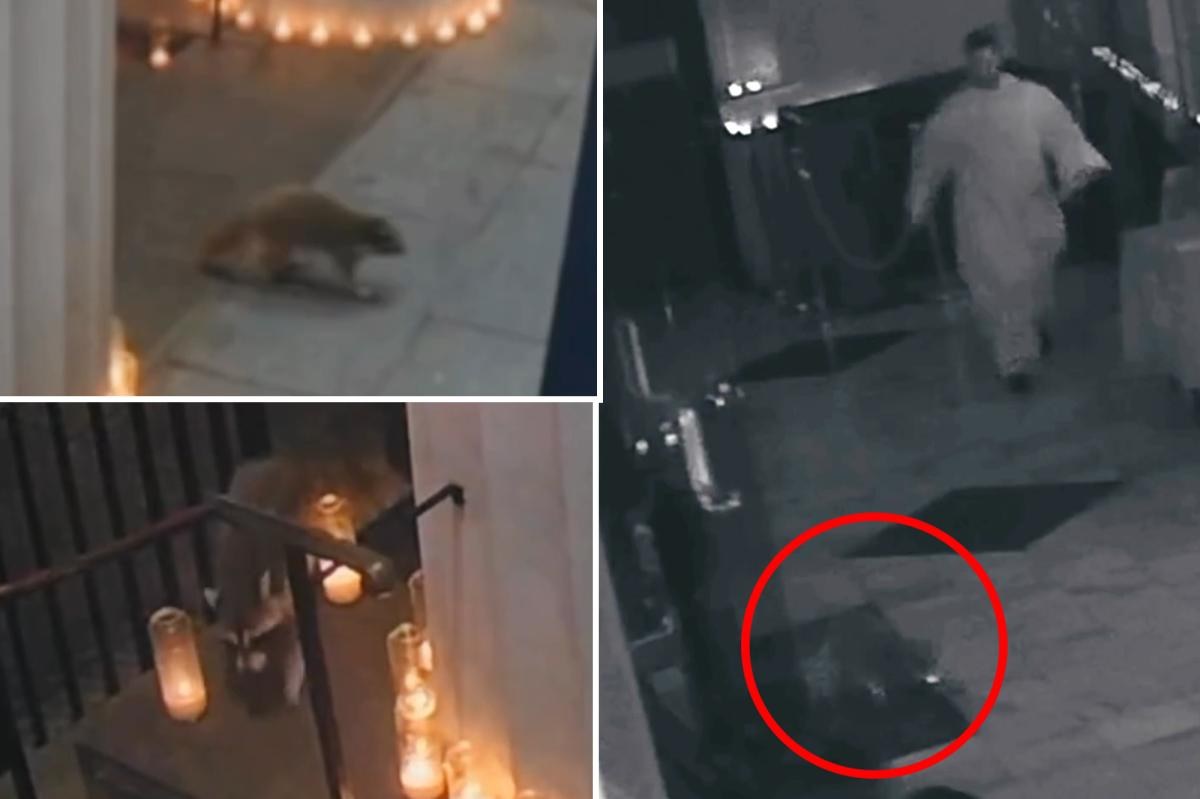 A Raccoon Walks Into a Manhattan Mass, and St. Francis Apparently Sent a Plus-One
