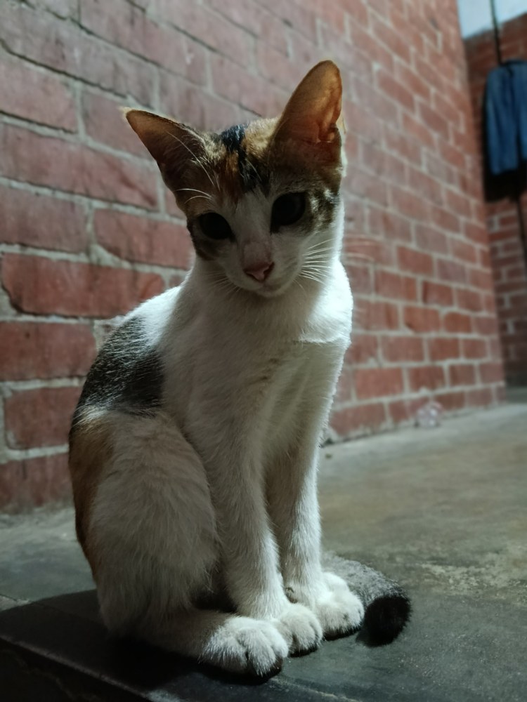 A young kitten looking toward the camera