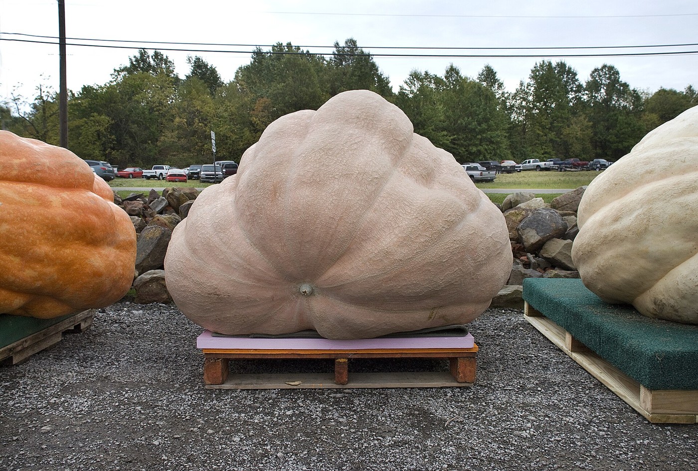 Three giant pumpkins resting on pallets
