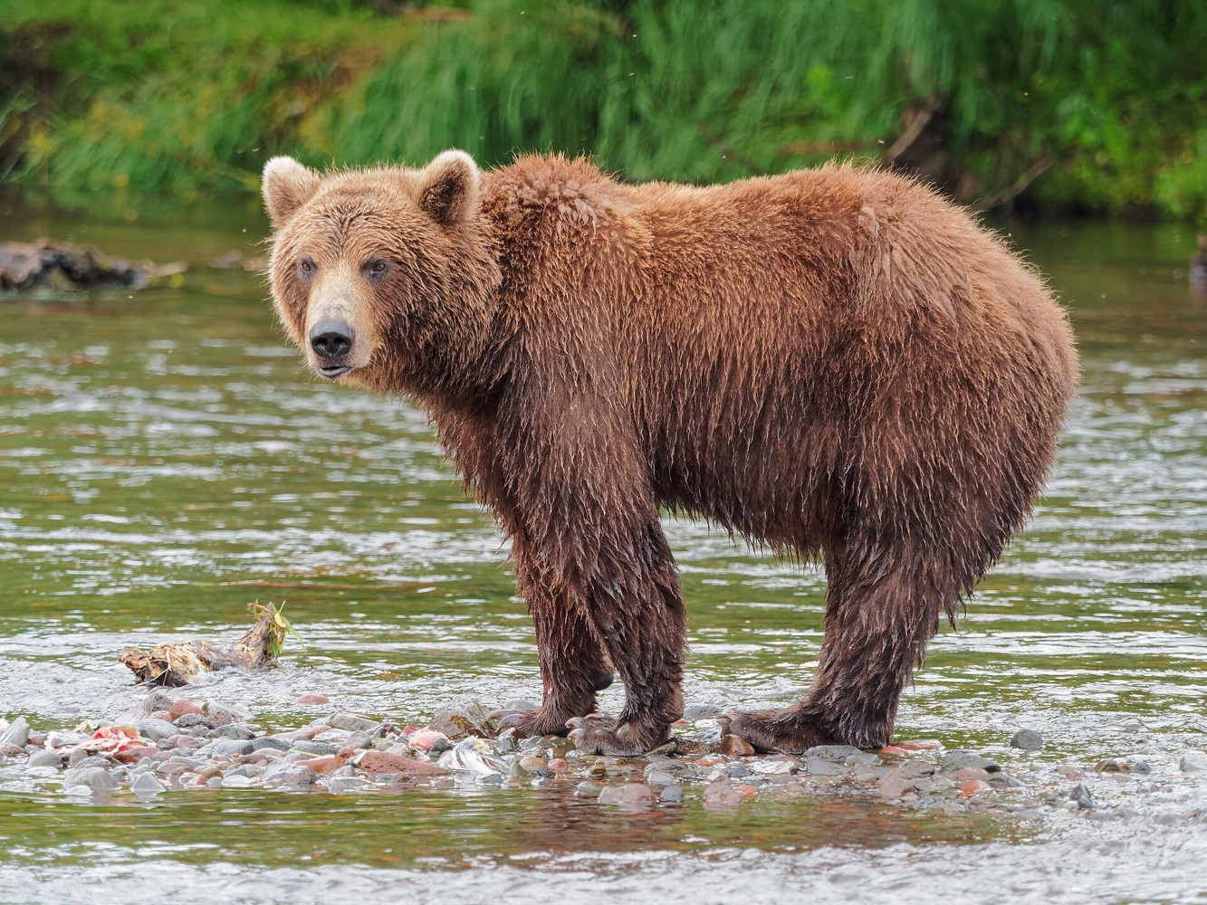 A real brown bear photographed in Kamchatka, Russia